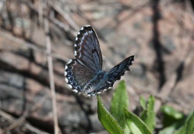 Chequered Blue  Fetrtsblvinge  (Scolitantides orion)