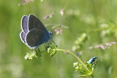 Mazarine Blue  ngsblvinge  (Polymmatus semiargus)