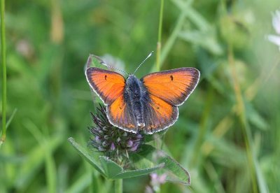 Purple-edged Cooper  Violettkantad guldvinge (Lycaena hippothoe)