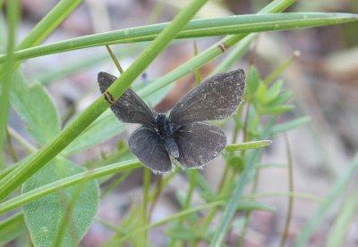 Small Blue  Mindre blvinge  (Cupido minimus)