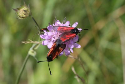 Klubbsprtad bastardsvrmare  (Zygaena minos)