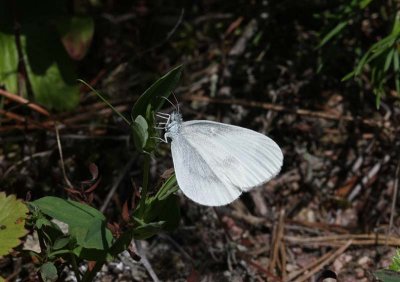 Wood White  Skogsvitvinge  (Leptidea sinapis)