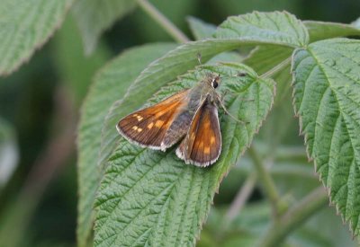 Silver-spotted Skipper  Silversmygare  (Hesperia comma)