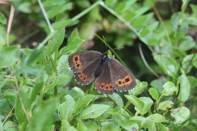 Arran Brown  Skogsgrsfjril  (Erebia ligea)