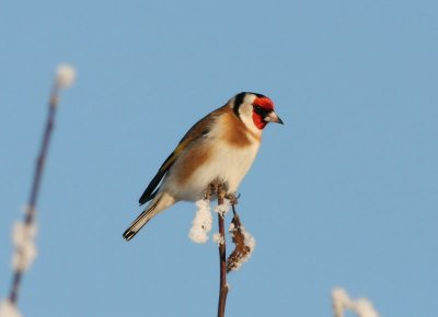 European Goldfinch  Steglits  (Carduelis carduelis)
