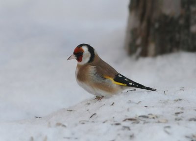 European Goldfinch  Steglits  (Carduelis carduelis)