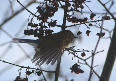 Red-flanked Bluetail Blåstjärt (Tarsiger cyanurus)