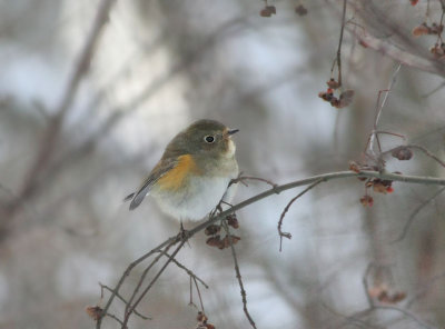 Red-flanked Bluetail  Blstjrt  (Tarsiger cyanurus)