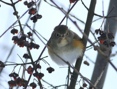 Red-flanked Bluetail  Blstjrt  (Tarsiger cyanurus)