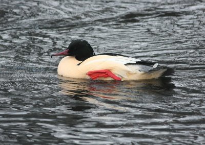 Goosander  Storskrake  (Mergus merganser)