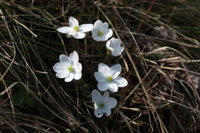 Blsippa  (Hepatica nobilis)