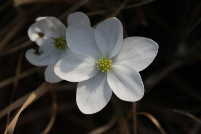 Blsippa  (Hepatica nobilis)