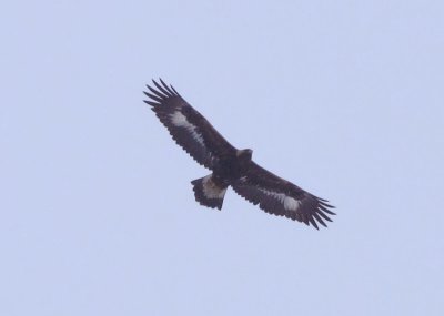 Golden Eagle  Kungsrn  (Aquila chrysaetos) 2010