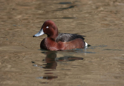 Ferruginous Duck  Vitgd dykand  (Aythya nyroca)