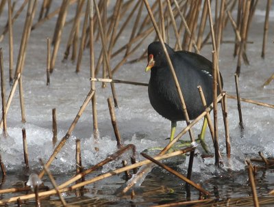 Common Moorhen  Rrhna  (Gallinula chloropus)