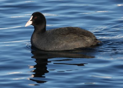 Eurasian Coot  Sothna  (Fulica atra)