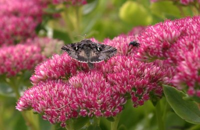 Silver Y  Gammafly  (Autographa gamma)