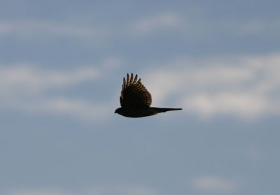 Eurasian Sparrowhawk  Sparvhk  (Accipiter nisus)