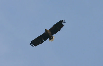 White-tailed Eagle  Havsrn  (Haliaeetus albicilla)