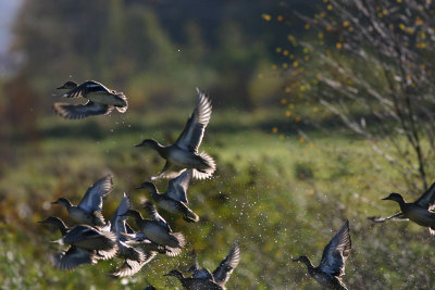 Common Teal  Kricka  (Anas crecca)