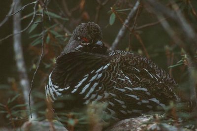 Spruce Grouse  (Dendragapus canadensis)