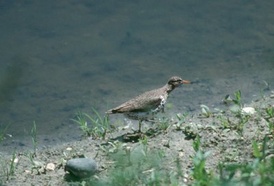 Spotted Sandpiper  (Actitis macularia)