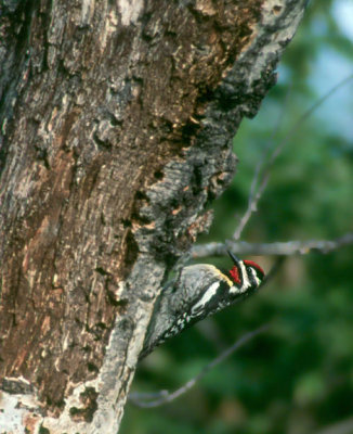 Yellow-bellied Sapsucker  (Sphyrapicus varius)
