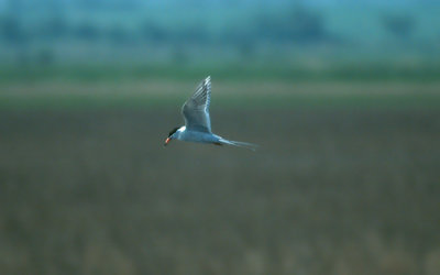 Forster's Tern  (Sterna forsteri)