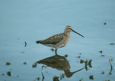 Short-billed Dowitcher  (Limnodromusgriseus)