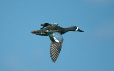 Blue-winged Teal  (Anas discors)