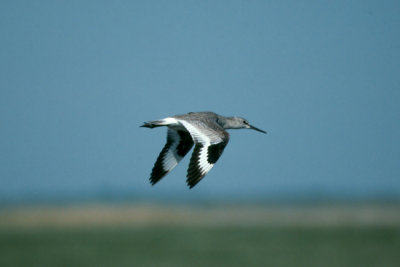 Willet  (Catoptrophorus semipalmatus)