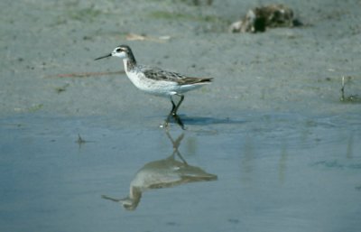 Wilson's Phalarope  (Phalaropus tricolor)