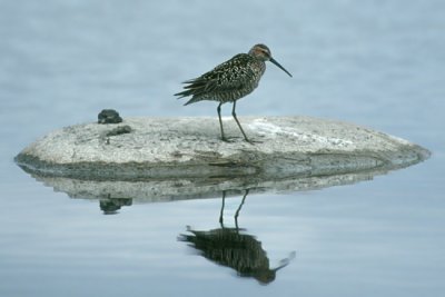 Stilt Sandpiper  (Micropalama himantopus)