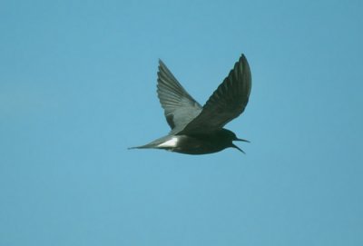 Black Tern  (Chlidonias niger)