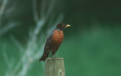 American Robin  (Turdus migratorius)