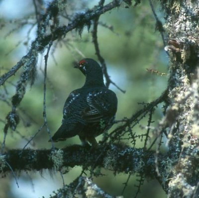 Spruce Grouse  (Dendragapus canadensis)