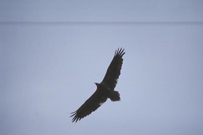 Egyptian Vulture  Smutsgam  (Neophron percnopterus)