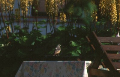 Rufous-tailed Rock Thrush  Stentrast  (Monticola saxatilis)