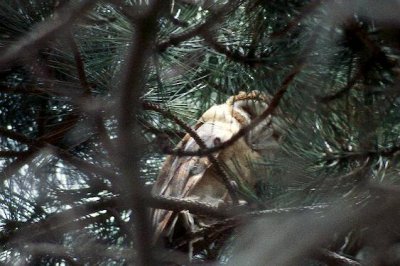 Barn Owl  Tornuggla  (Tyto alba)