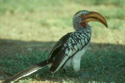 Southern Yellow-billed Hornbill  (Tockus erythrorhynchus)