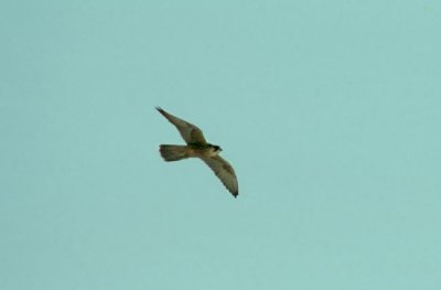 Lanner Falcon  (Falco biarmicus)