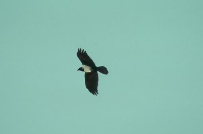Pied Crow  (Corvus albus)