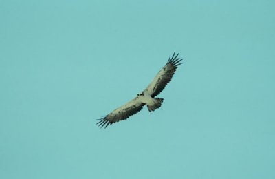 Martial  Eagle  (Polemaetus bellicosus)