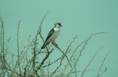 Pygmy Falcon  (Polihierax semitorquatus)