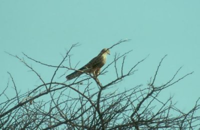 Greater Kestrel  (Falco rupicoloides)