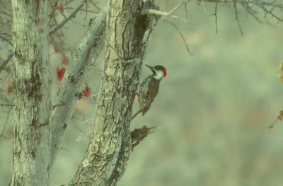 Golden-tailed Woodpecker  (Campethera abingoni)