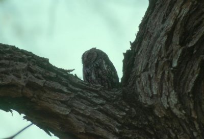 African Scops-Owl  (Otus senegalensis)