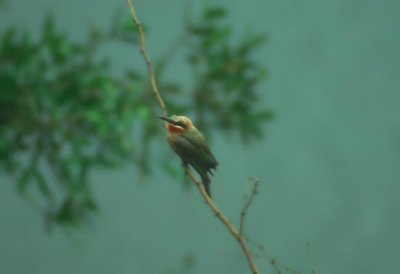 White-fronted Bee-eater  (Merops bullockoides)