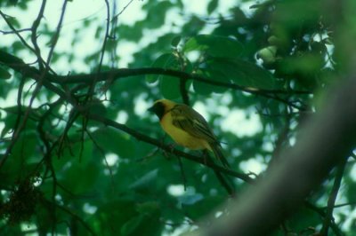 Southern Brown-throated Weaver  (Ploceus xanthopterus)