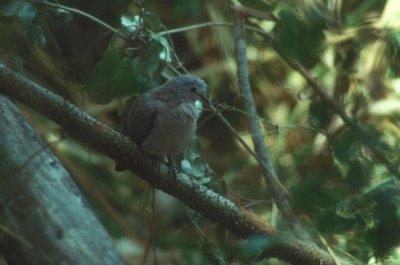 Green-spotted Dove  (Turtur chalcospilos)